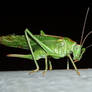 Tettigonia Viridissima