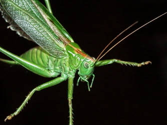 Tettigonia Viridissima in jumping