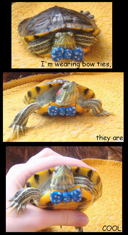 Turtle with bow tie
