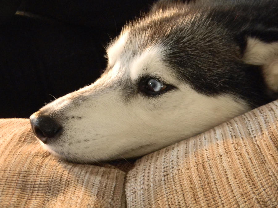 Happy Husky