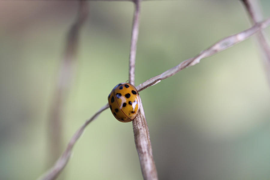 ladybug by Rottenjohnny79 on DeviantArt