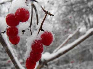 Snow Berries