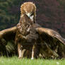 Golden Eagle