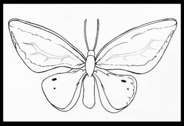 Ornithoptera priamus lineart