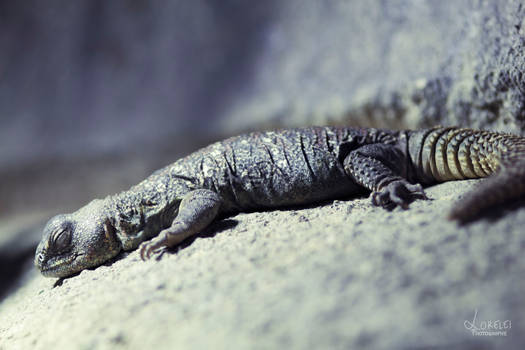 Sleeping Reptile