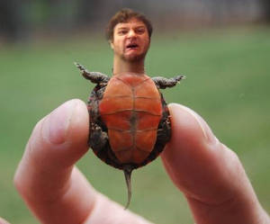 The Adam Turtle