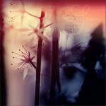 burn your fears by prismes