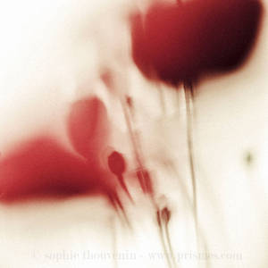 bloody poppies by prismes