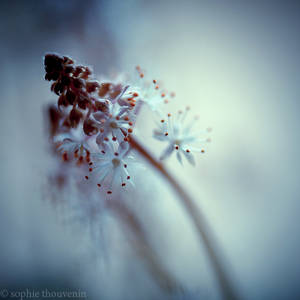 tiarella canta