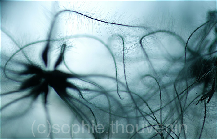 spiders in winter