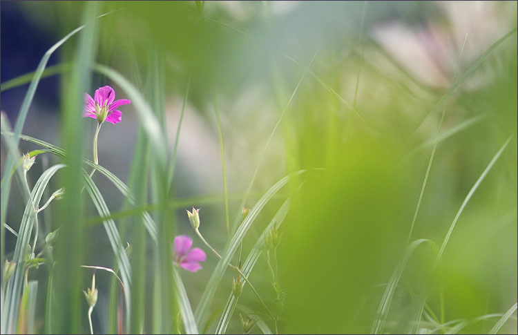 lost in the grass