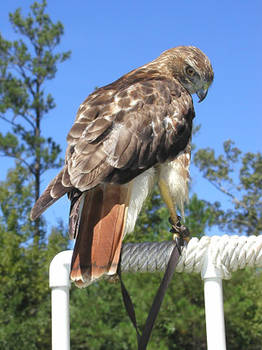 Isabeau, my hawk.