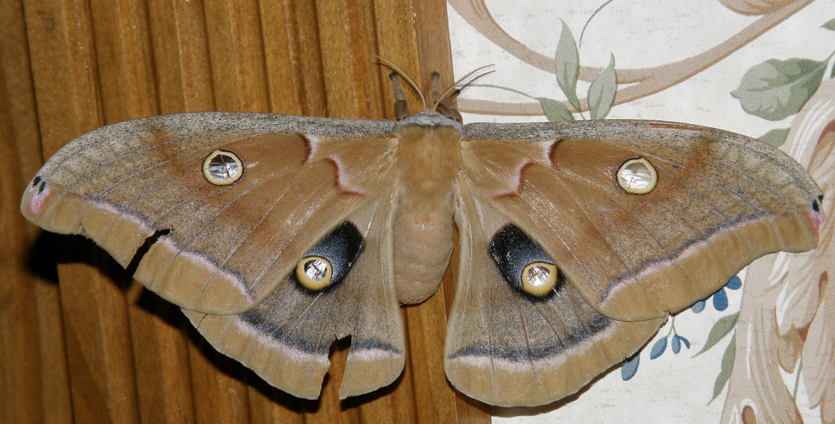 Polyphemus Moth 3