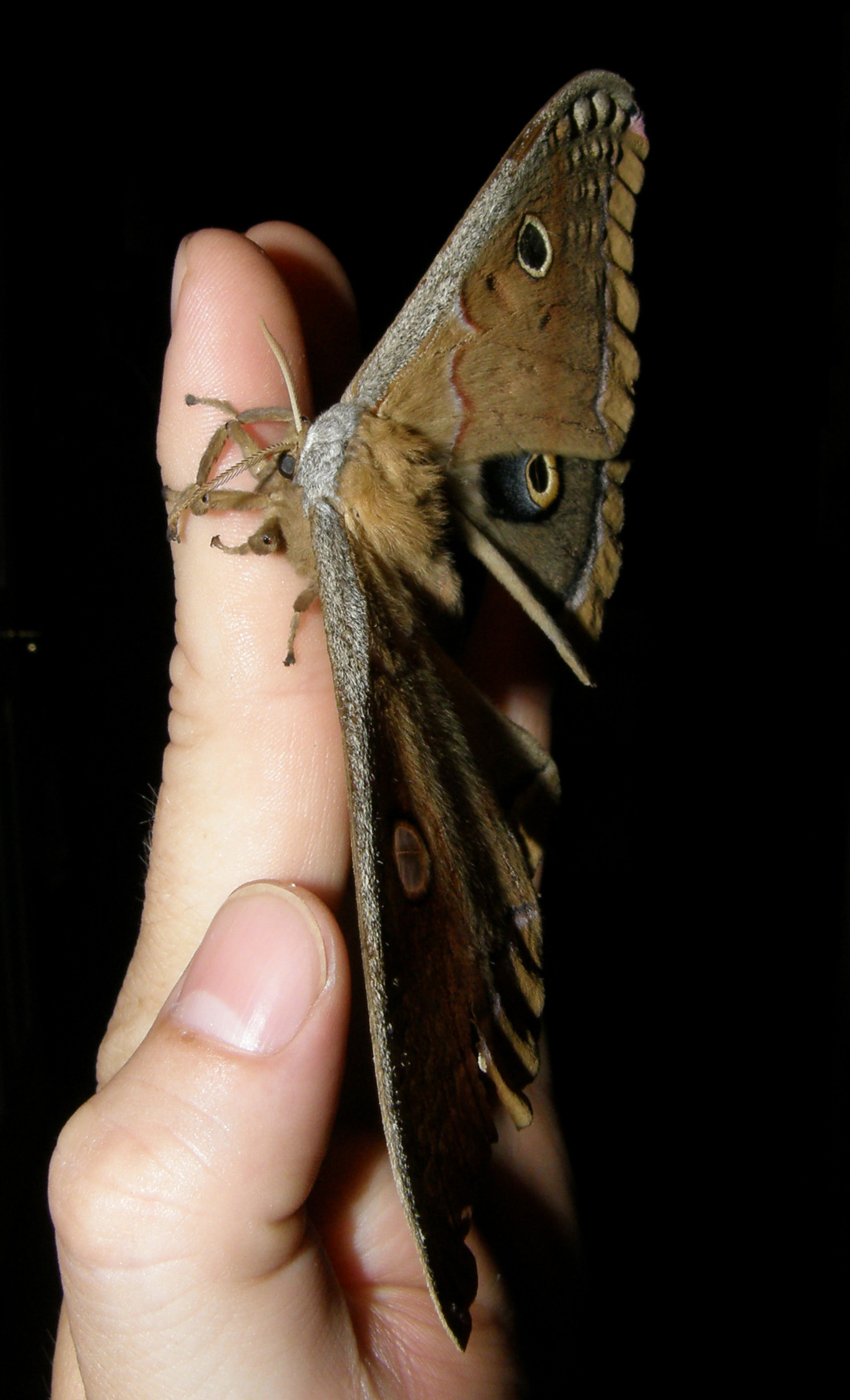 Polyphemus Moth 5