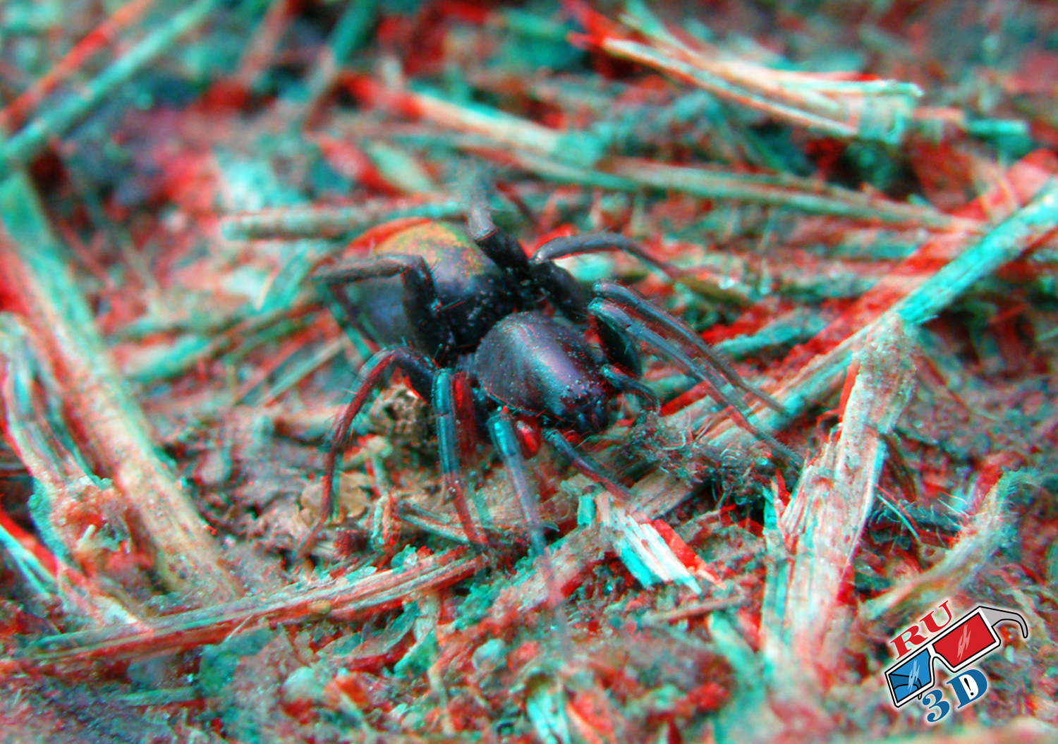 anaglyph spider