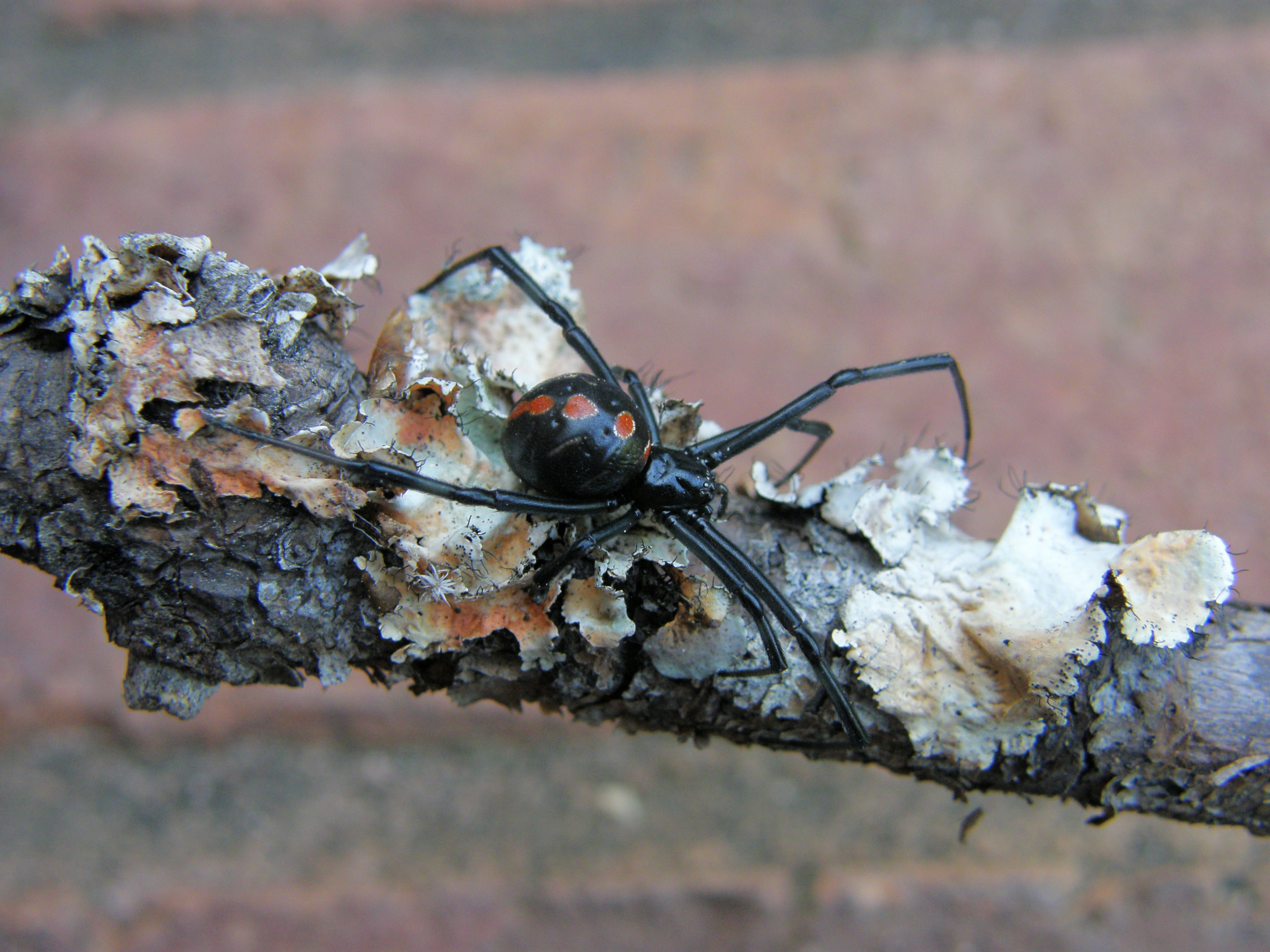 Decorated Black Widow