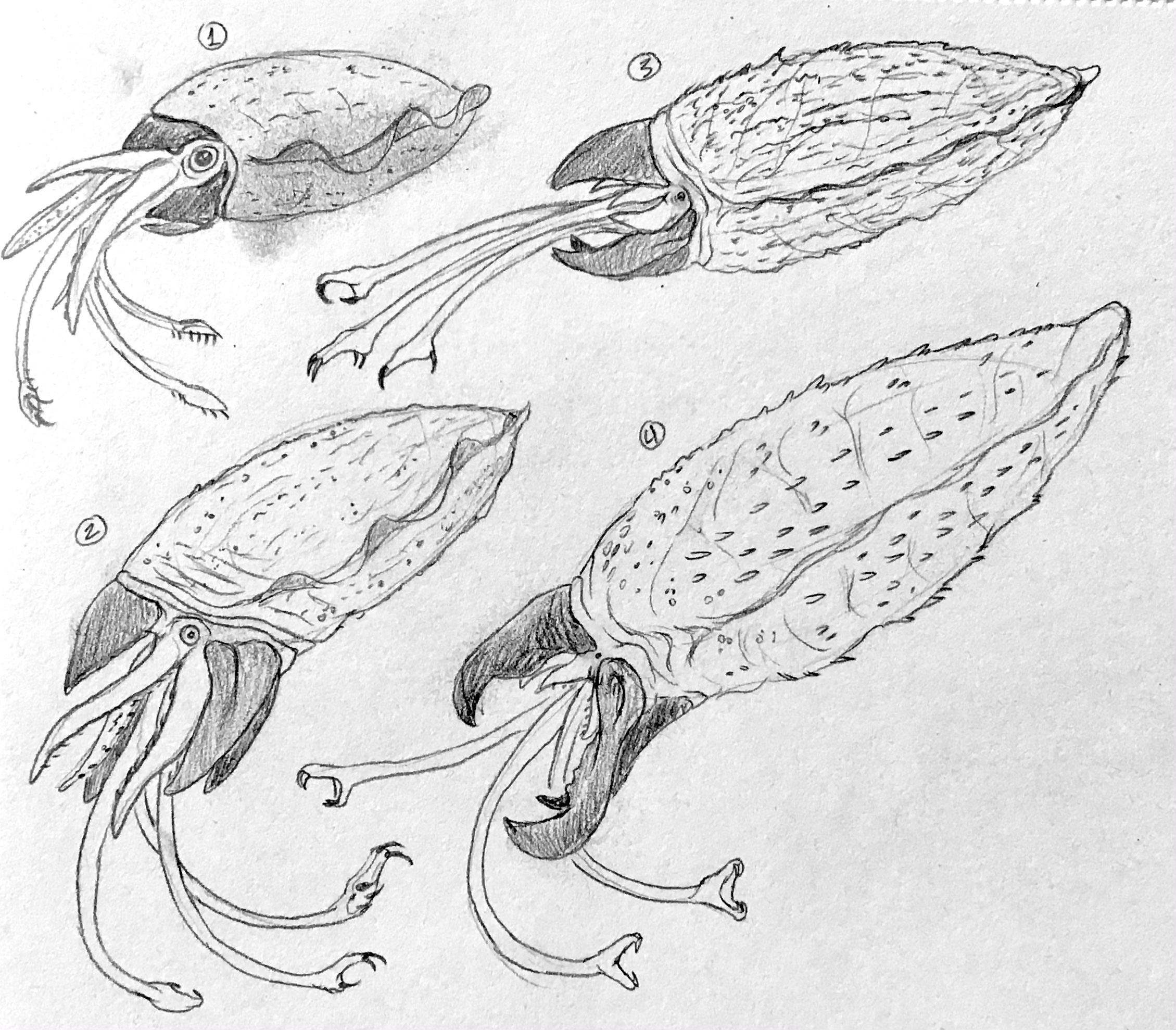 Speculative Evolution Of The Graboid By ArtMakerProductions On DeviantArt speculative-evolution-of-the-graboid-by-artmakerproductions-on-deviantart