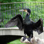 Stock Photo: black bird wings