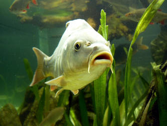 Stock Photo: fish