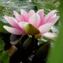stock water lily 2