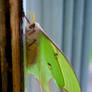 luna moth