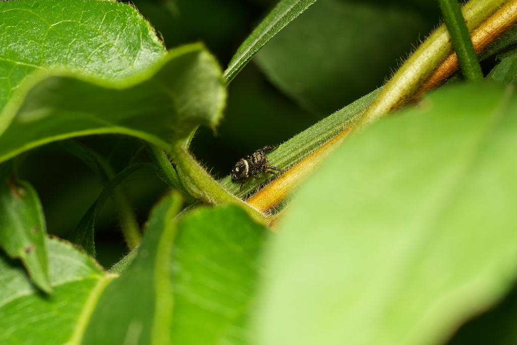 north american jumping spider