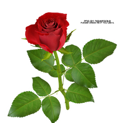 01 Rose PNG made by Nightingale