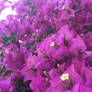 Bougainvillea