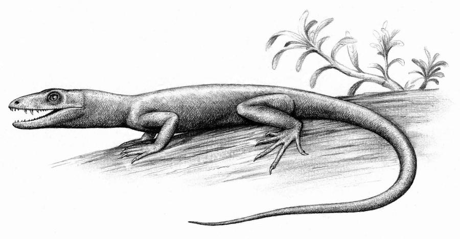 На рисунке изображен майаспондил вымершая рептилия. Варанозавр. Рисунок Лимносцелис. Мезенозавры. Офиакодон.