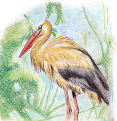 Stork 006