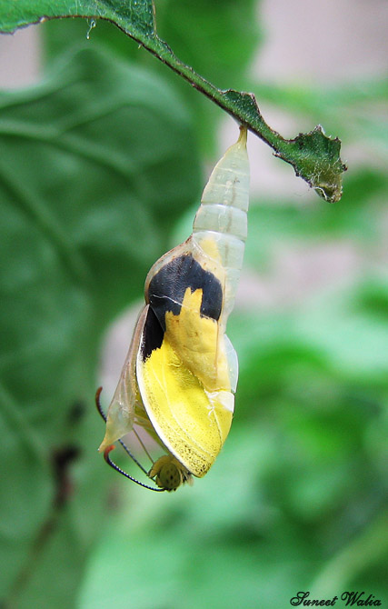 the common grass yellow