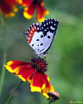 red pierrot by freudian-slips