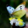 Large white butterfly