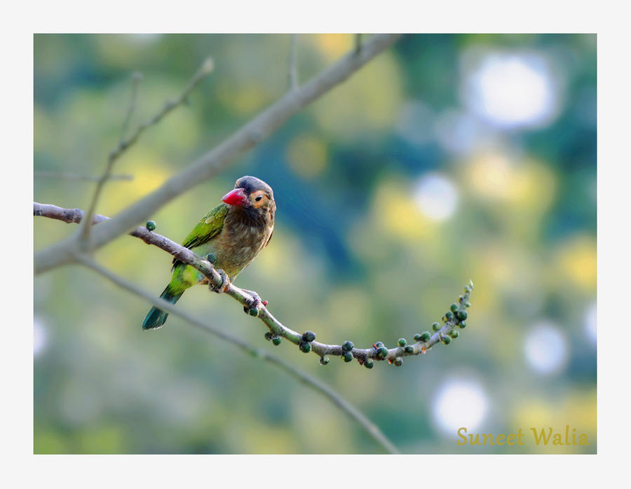 The brown headed barbet