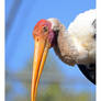 A Painted Stork