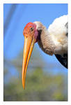 A Painted Stork by freudian-slips