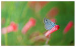 Tiny Grass Blue butterfly