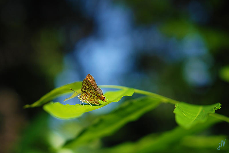 Common Silverline butterfly