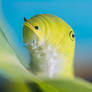 Common Jay caterpillar