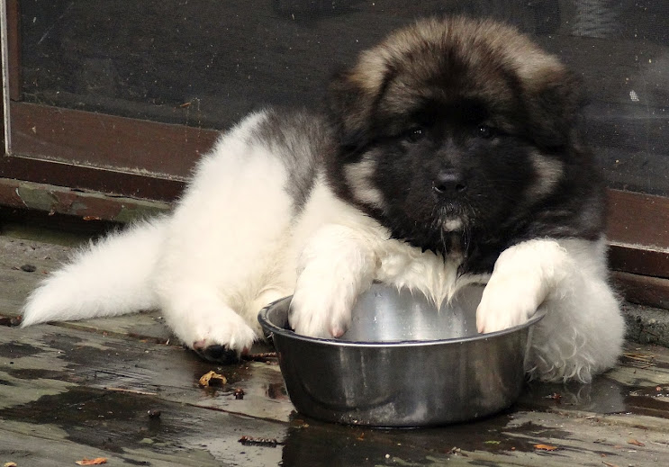 In the Water Bowl