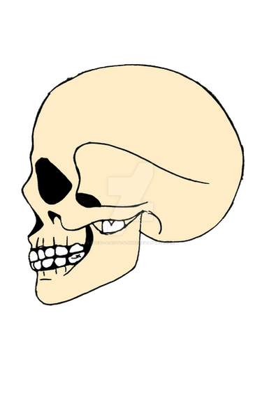 skull