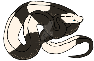 F2U Balled Ball Python Lineart by itsMeowOrNever on DeviantArt