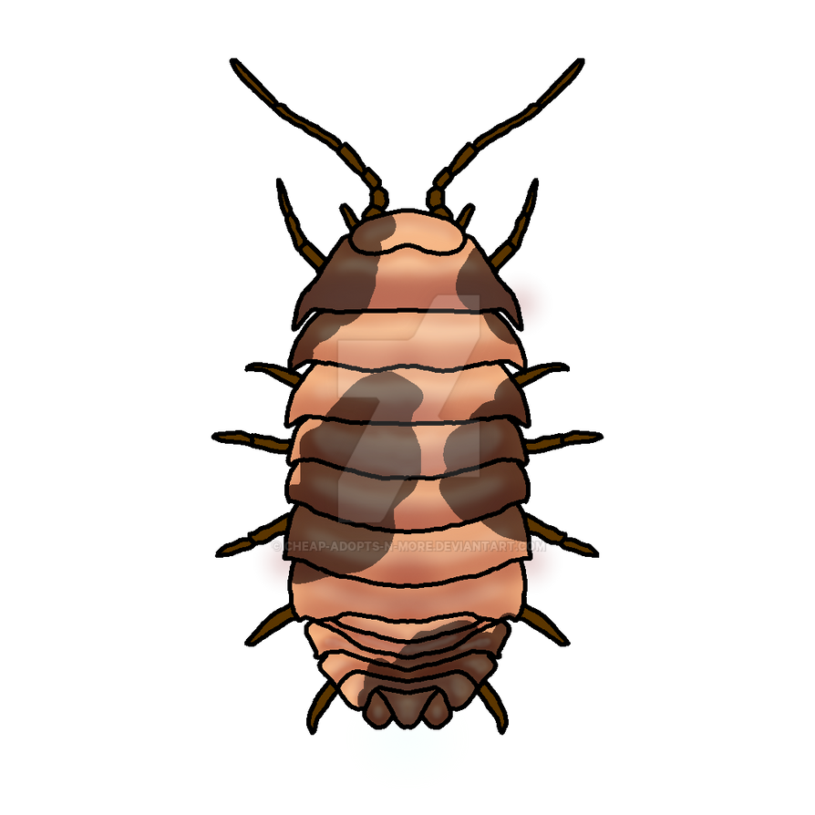 Roly poly adopt by Cheap-Adopts-n-More on DeviantArt