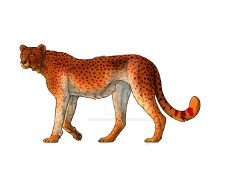 cheetah adopt