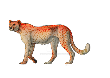 cheetah adopt