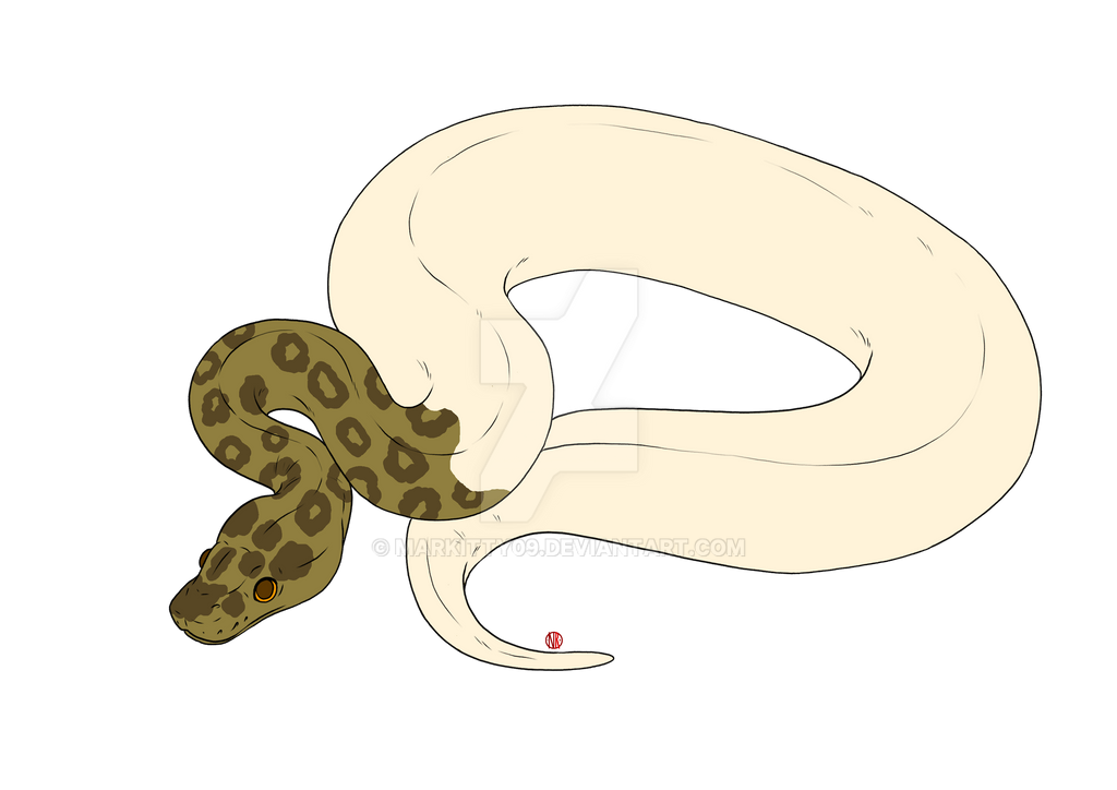 Ball Python Adc Ball python adopt by Markitty09 on DeviantArt