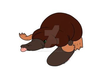 Platypus adopt