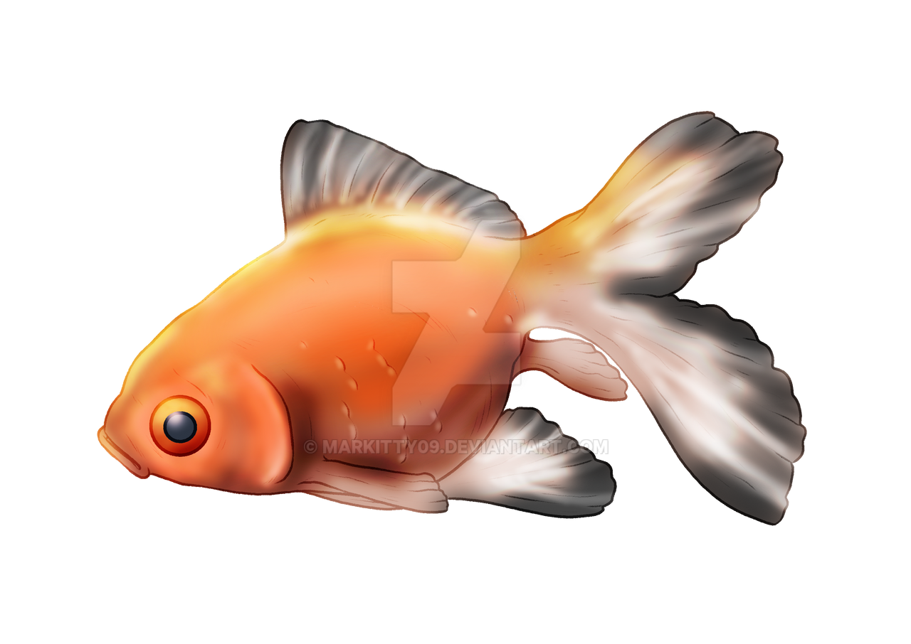 Deviantart 2007 Goldfish Goldfish Adopt by Markitty09 on DeviantArt