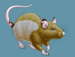 Rat!