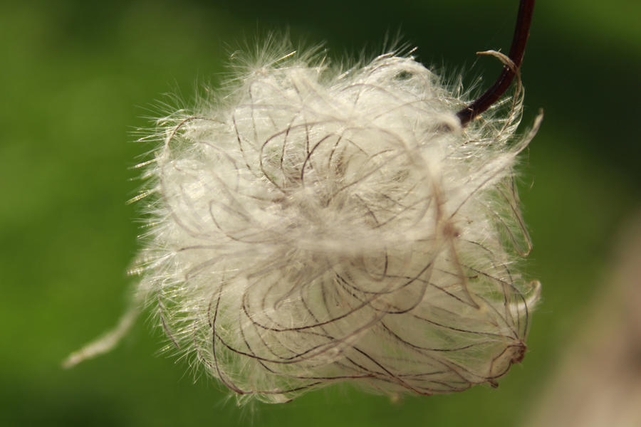 A Fluffy Plant